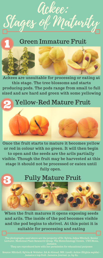 Stages of ackee maturity